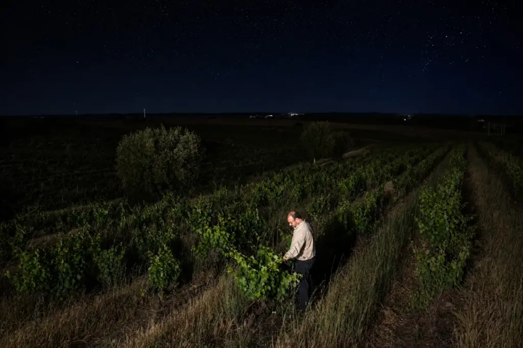 Vindima noturna: colheita de uvas na vinha à noite